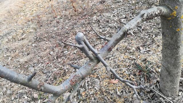 应对『倒春寒』 果树防冻液的几种使用方法