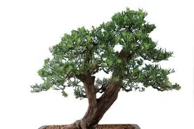 家有小院，人们为何喜欢种罗汉松？怎样栽培？怎样让罗汉松更美？图片