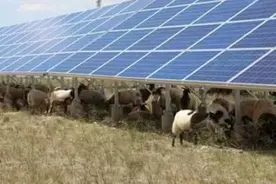 英国人不解：中国为何在发电站放几千只羊？美媒：值得全球学习图片