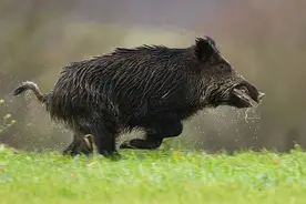 老猎人出山，擒百只野猪图片
