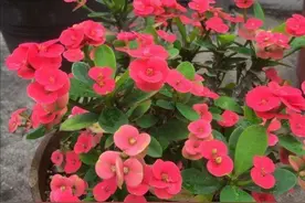 6种漂亮的花，全年都能开花，家里养几盆，四季有花看图片