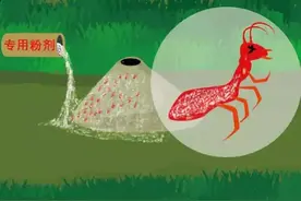 怎么防治红火蚁，看这里！图片