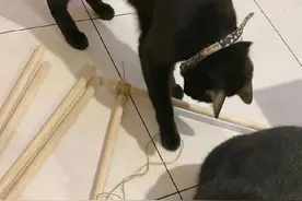 给猫做了一个帐篷，好精致，猫们很喜欢，就是这只大橘图片
