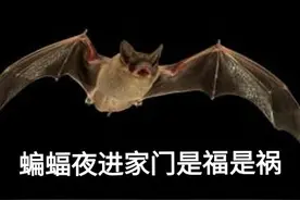 蝙蝠夜进家门是祸是福？图片