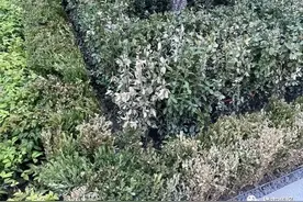 验房记 | 北龙湖金茂府交付，1700万精装豪宅值不值？图片