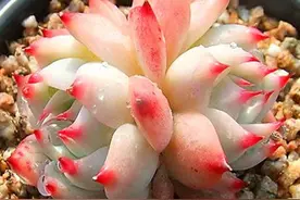夏季养殖多肉水蜜桃、红浆果，注意这些技巧，叶片饱满又水灵图片