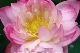 适合爸妈头像风格系列，微信朋友圈专用图片