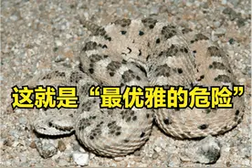 为什么人类天生对蛇恐惧？蛇毒的致死率，可能不如你身边蜜蜂高图片