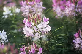 花朵像蝴蝶，雄蕊像蜘蛛脚的醉蝶花，种地里能自播繁殖，花期特长图片