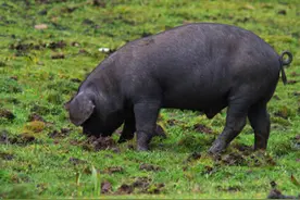 俗谚“猪往前拱，鸡往后刨”，背后有何深意？专家：听懂了就是福图片