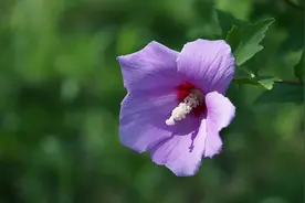 花与食物的美味，就这样简单的全部拥有图片