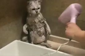 流浪猫带回家洗澡，当它看到吹风机后，猫咪的表情不淡定了图片