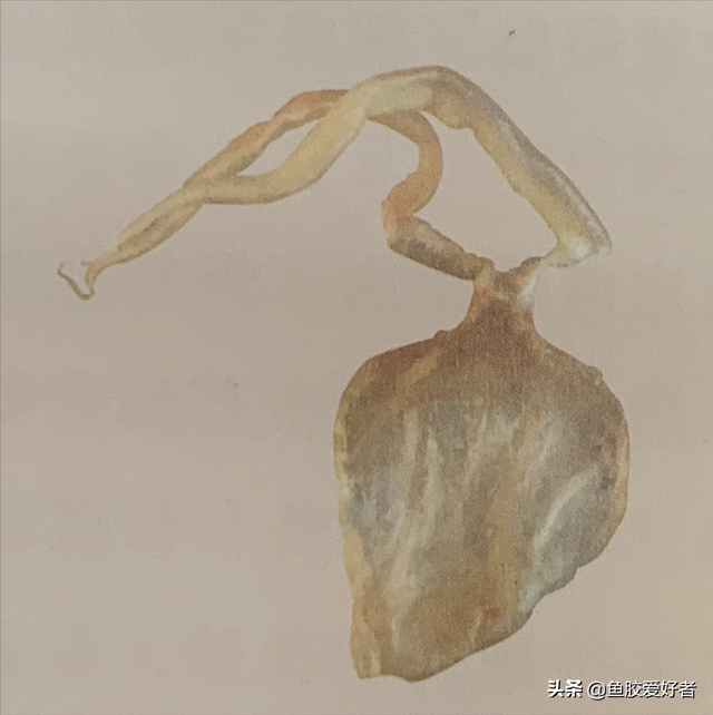 北海的花胶 2026年北海花胶是什么鱼种