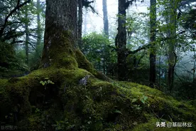 原始森林是什么样子的？原始森林有哪些显著特征？图片