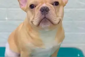 狗狗因患皮肤病主人帮其剃毛，看到屁股后：“裤子呢”？图片