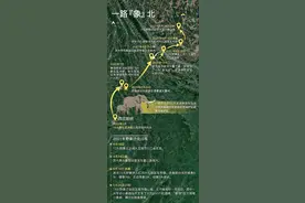引发全网关注的亚洲象，因何组团北上？能否用麻醉方式“劝返”？野外遇到大象咋办？图片