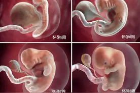 组图了解胎儿在子宫中生长过程：感觉我们都不容易，哪儿都没少长图片
