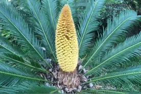 阿里巴巴是穷疯了吧？做国际站的请注意了，小心钱没了图片