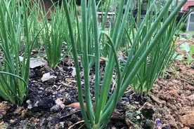 农民喜欢将“人尿”收集起来淋施农作物，为什么？要注意什么？图片