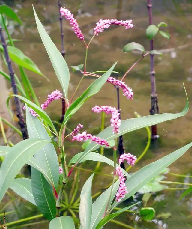 野辣椒 野辣椒图片
