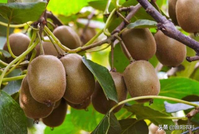 鈥滅⒊鑲モ€濆埌搴曟槸浠€涔堣偉锛屽浣滅墿鏈変粈涔堜綔鐢紝濡備綍浣跨敤