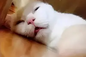 夏天到了，不可以让猫咪出现在这几个会丧命的地方哦图片