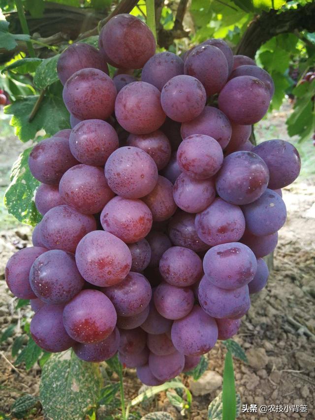 葡萄大小粒，产量品质双降低！7种诱发原因、8种防治方法记心底