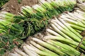 买回来的大葱，别随便放在地上，教你保存技巧，放久了也新鲜图片