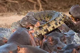 河马发起疯来有多可怕？这是它厮杀鳄鱼的场景，完全不像食草动物图片