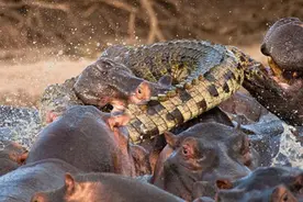 河马发起疯来有多可怕？这是它厮杀鳄鱼的场景，完全不像食草动物图片