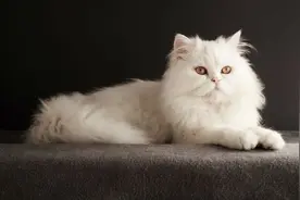 看似光鲜亮丽的小猫咪，其实屁股经常挂屎？！图片