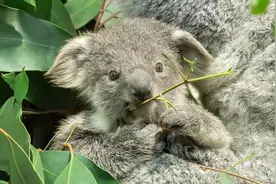 奥地利美泉宫动物园小考拉“正式”出袋图片