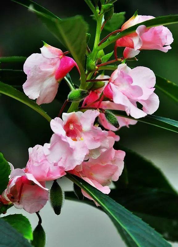 涂甲油胶花型 2025年涂甲油胶花型怎么涂