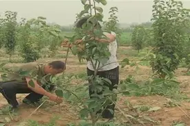 搞好梨树拉枝促进早结丰产图片