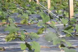 磷酸二氢钾为啥用完没效果？避开一个误区，农户别再用错了图片