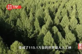 时政Talk丨从一棵树变成一片“海”，这个故事值得一刷再刷图片