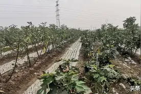 小小无花果 香飘致富路图片