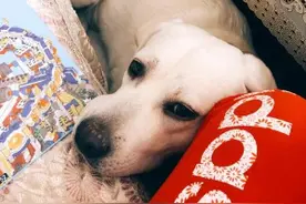 狗是以什么来确定主人关系？图片