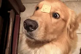 狗狗喜欢追逐，但要注意若一不小心扭了腰，会导致前十字韧带断裂图片