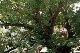 梧州市龙圩区又一批拆迁户诞生，项目涉及棚户区拆迁460户图片