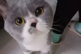 一起说说养猫之路吧图片