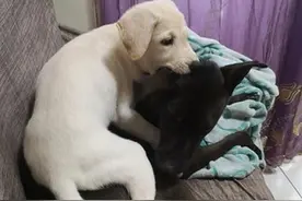 熊孩子！8斤小狗爱坐大狗身上，长大40斤依旧调皮图片