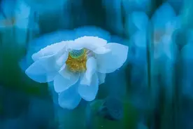 春天拍花，试试多重曝光乐趣多多图片