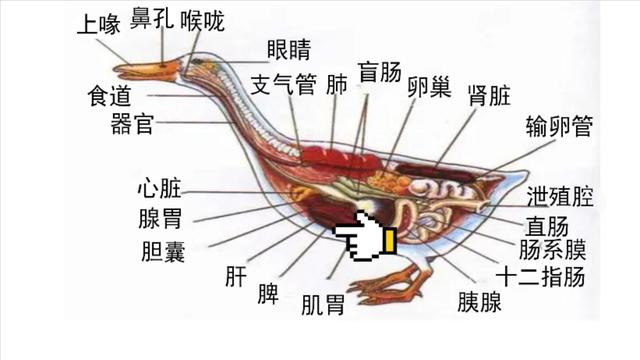 鸭的脾脏是鸭身上最大的淋巴器官,也是重要的造血器官.
