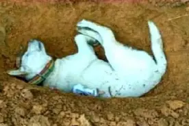 狗狗死后为何不能埋？并非迷信，原来是有一定科学道理的！图片