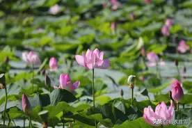 86岁的贺知章不只写了回乡偶书二首，他还写了一首荷花，大气乐观图片