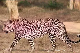 全球不足10只！“粉红豹”惊现印度，有何特点？为何会长着草莓色图片