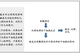 脊髓损伤后室管膜区内源性神经干细胞反应的系列问题图片