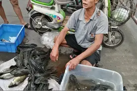 东莞有人摆摊卖清道夫，老板：有时候卖断货，美味可比长江刀鱼图片