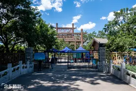 华北地区最大的古桑园：树龄145年的桑树结出的桑葚好甜图片